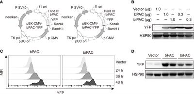 Photoactivated adenylyl cyclases attenuate sepsis-induced cardiomyopathy by suppressing macrophage-mediated inflammation
